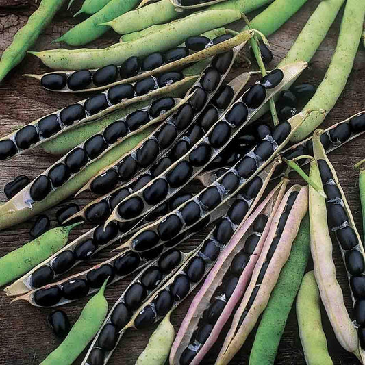 Black valentine green bean