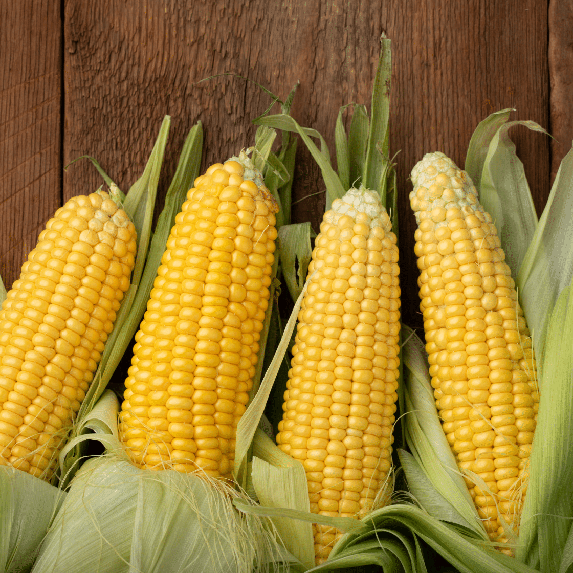 Honey select sweet corn f1