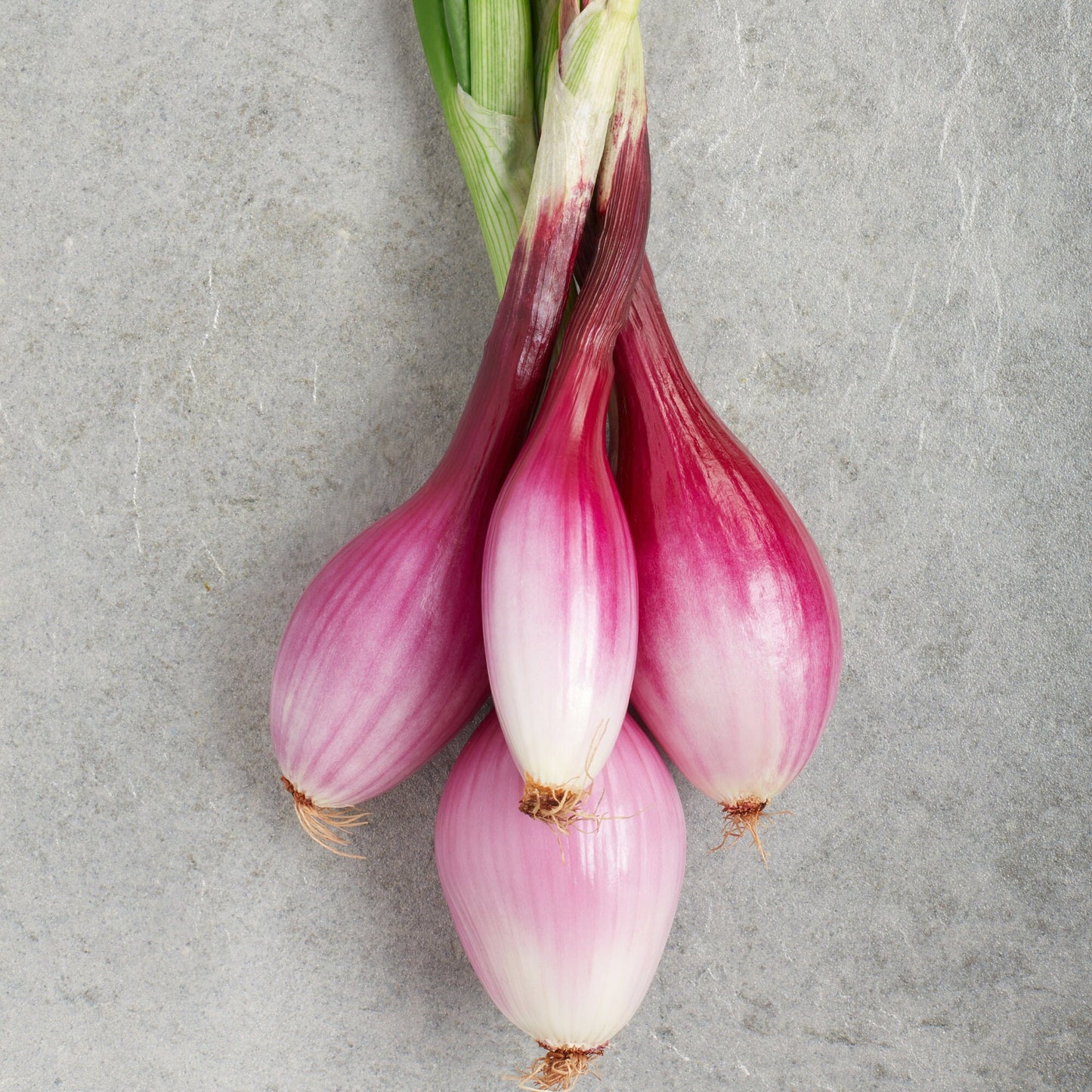 French red shallots