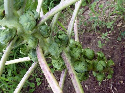 Catskill brussel sprouts
