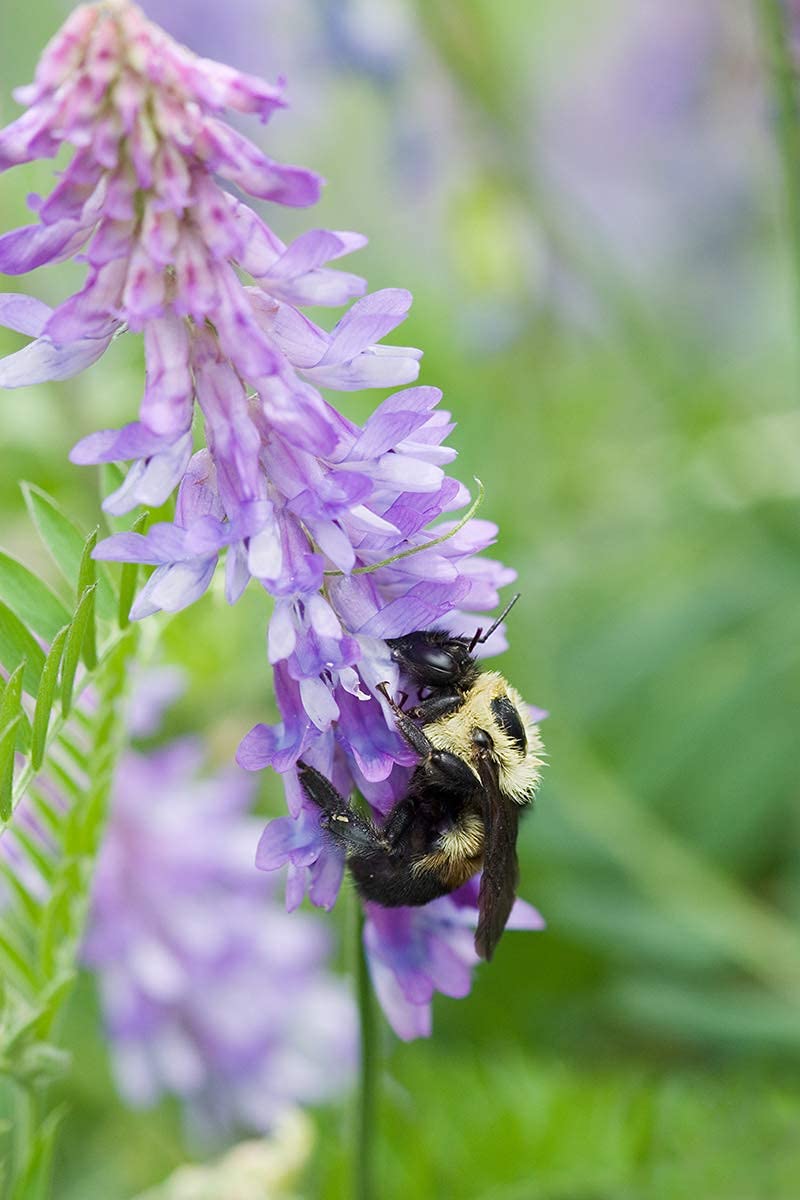 Hairy vetch