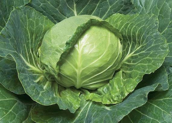 Flat Dutch Cabbage