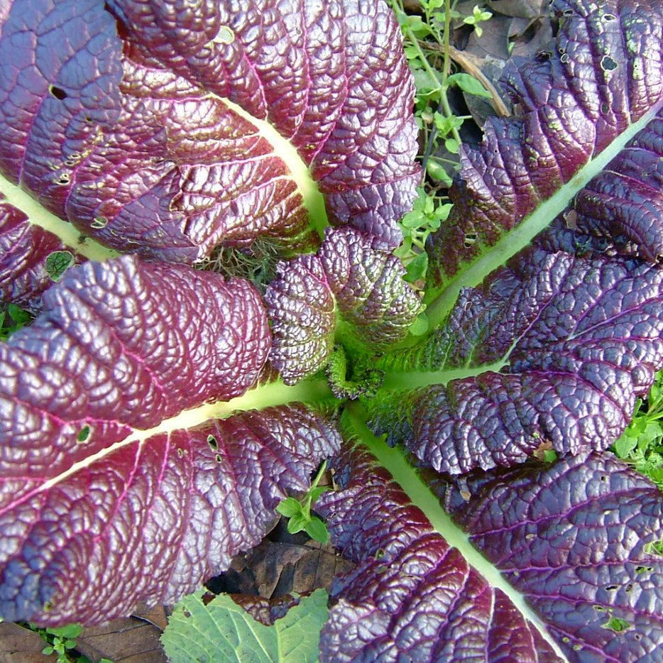 Red Giant Mustard Greens