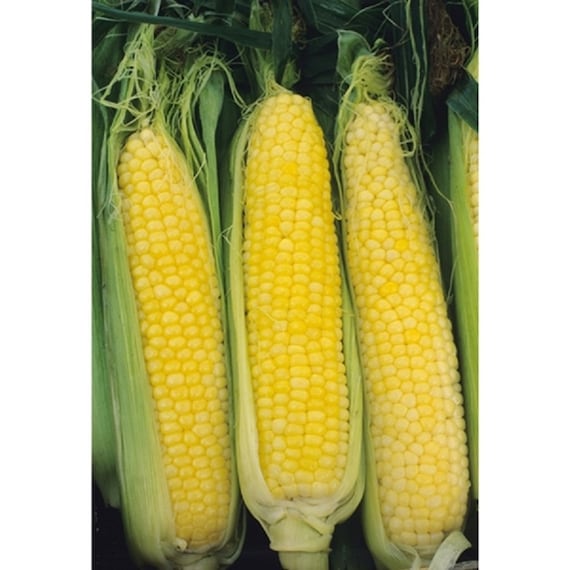 Honey select sweet corn f1