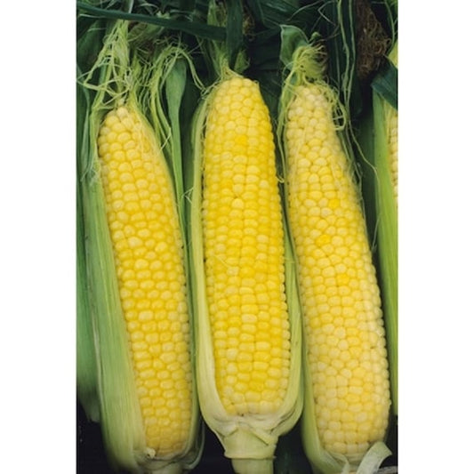 Honey select sweet corn f1