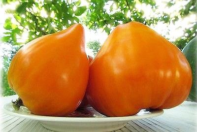 Orange Texas strawberry tomato