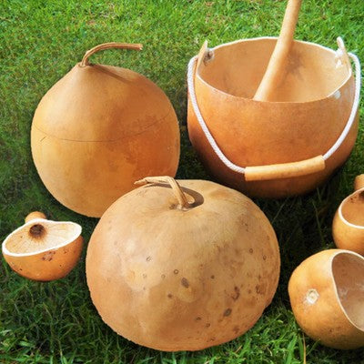 Bushel gourd seeds