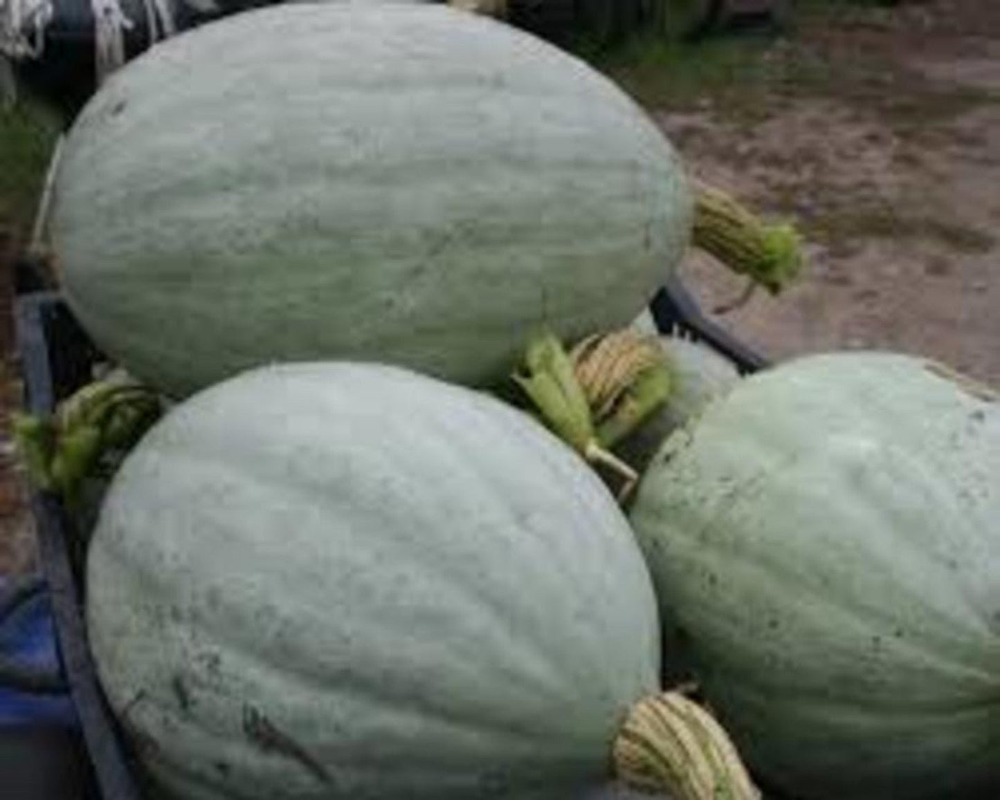 Hopi Grey squash