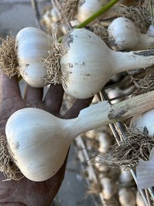 Music hardneck garlic