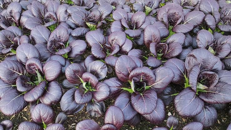 Purple bok choi