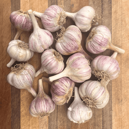 Chesnok red hardneck garlic