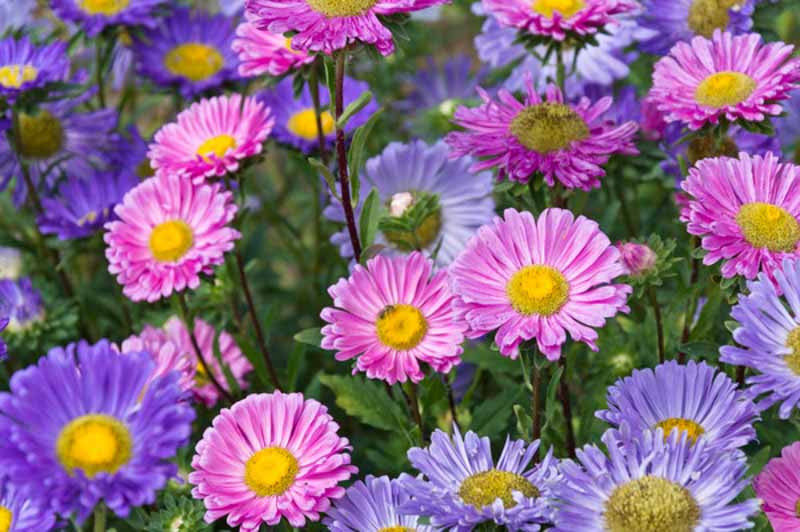 Single China aster