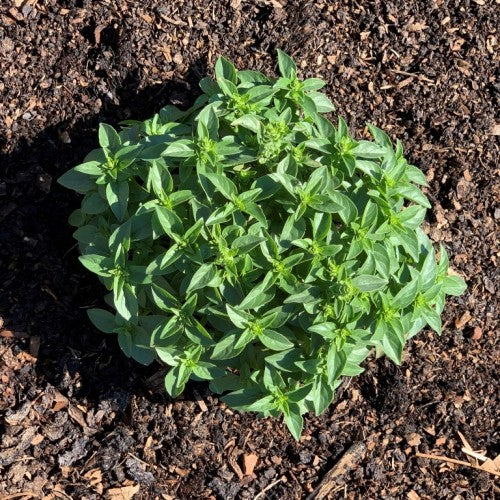 Dwarf Greek Basil Seeds - Compact Heirloom Herb | Farm Hand Seeds ...