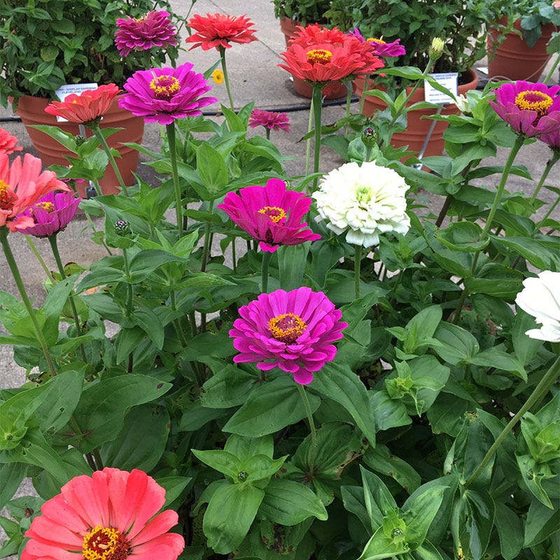 Under the sea zinnia mix