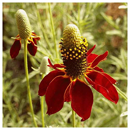 Dwarf red cone flower
