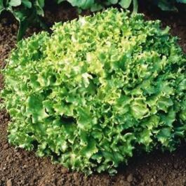 Tango lettuce
