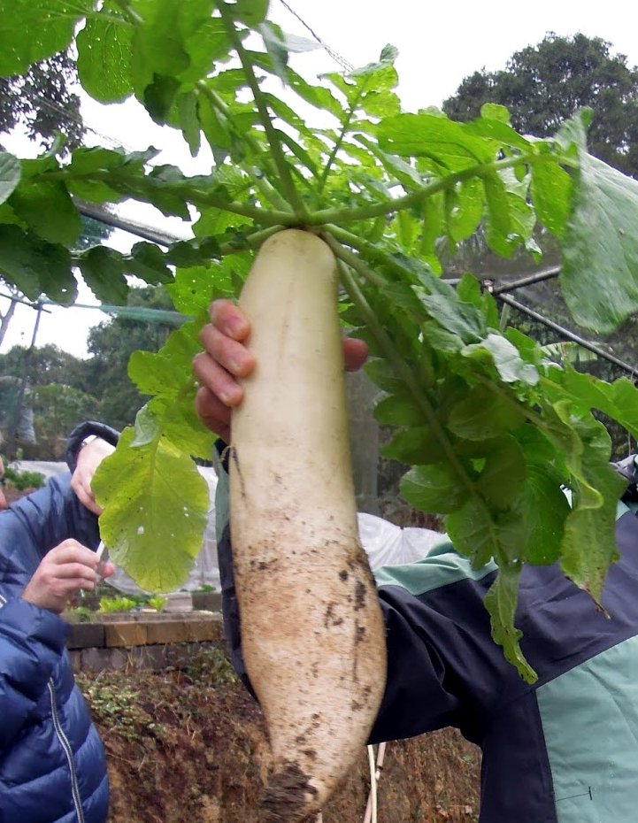 Giant daikon radish
