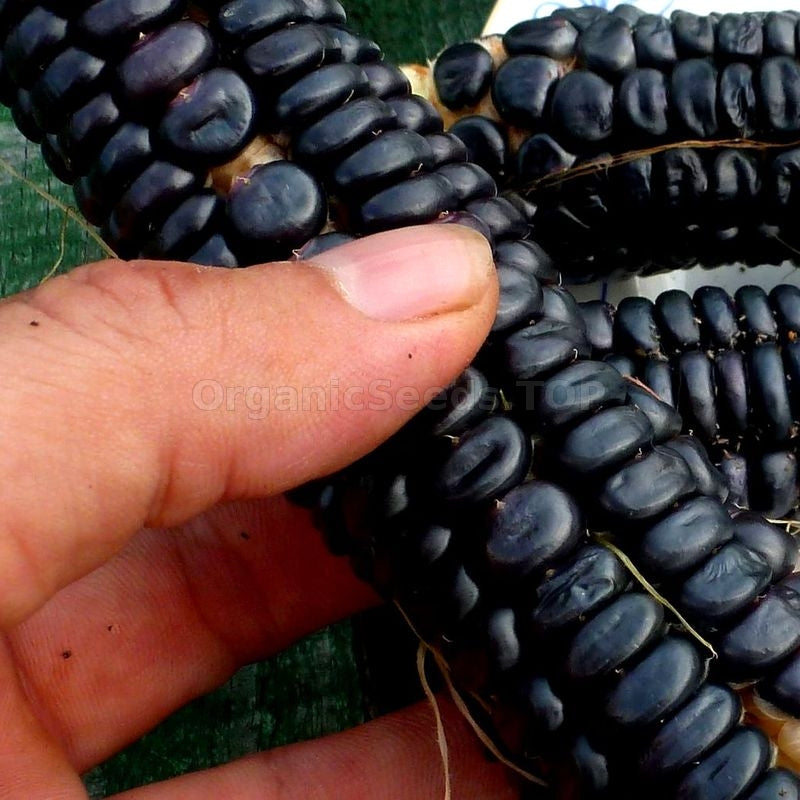 Black Aztec corn