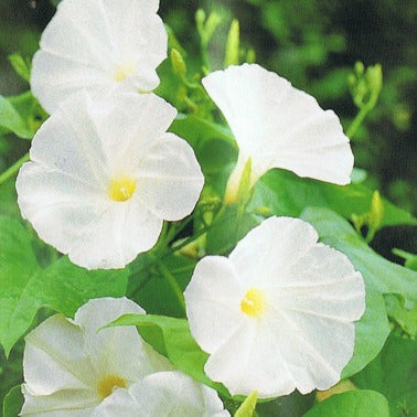 Pearly gates morning glory
