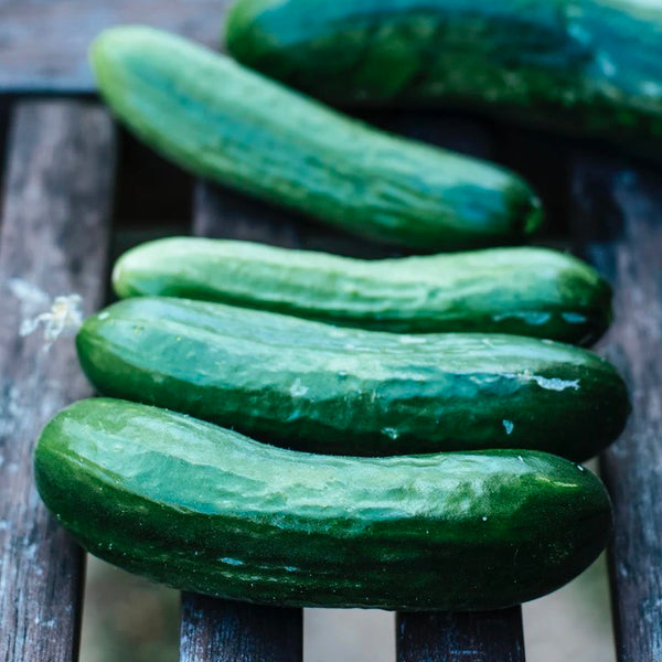 Tender green burpless cucumber