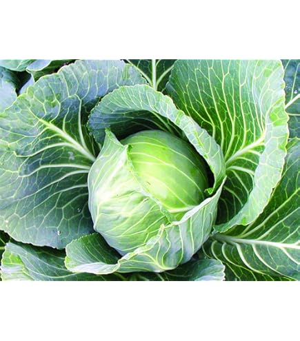 Brunswick cabbage