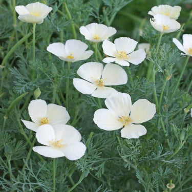 White linen poppy