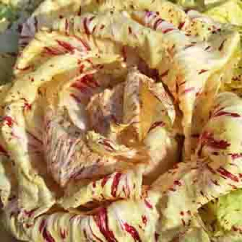 Castel Franco endive