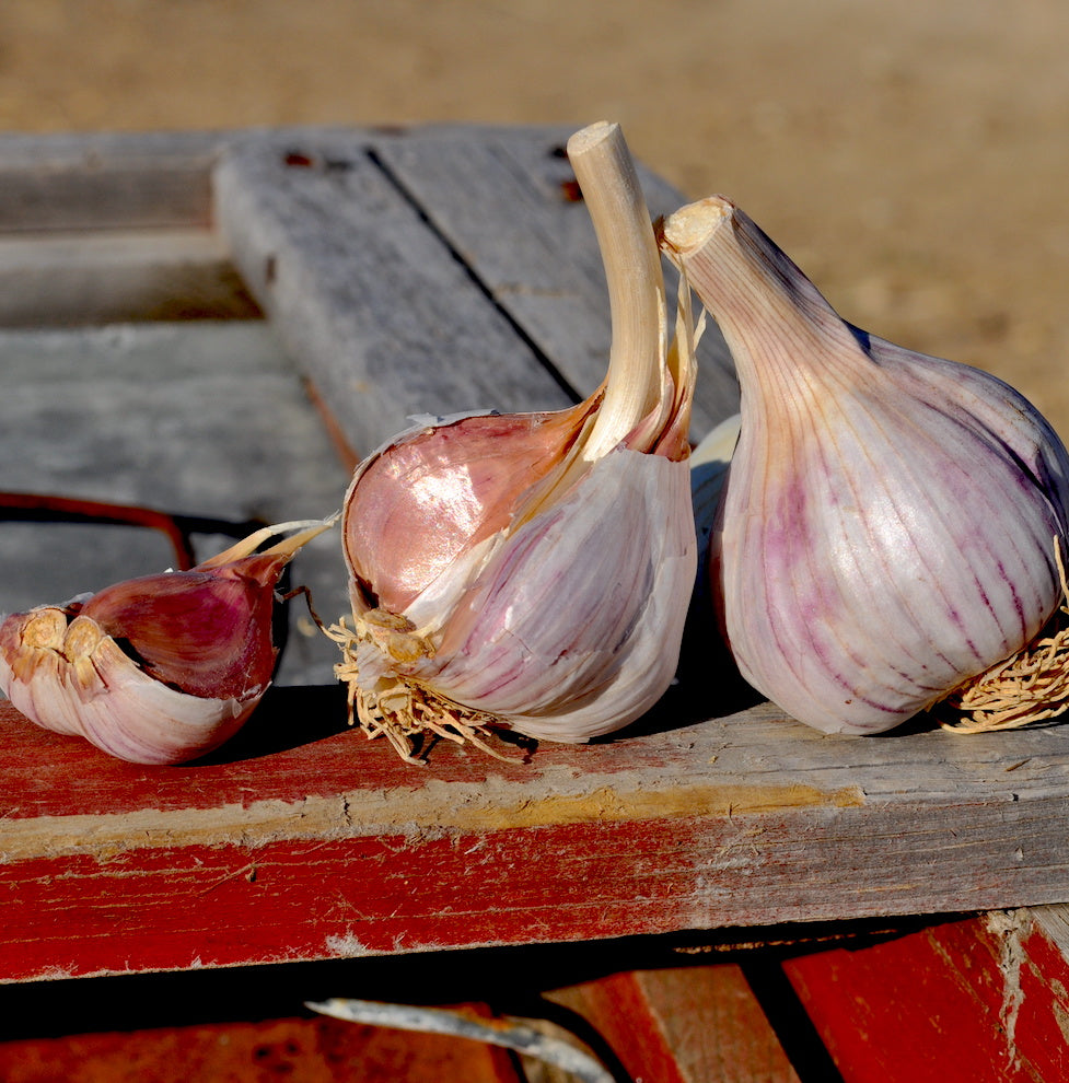 Chesnok red hardneck garlic