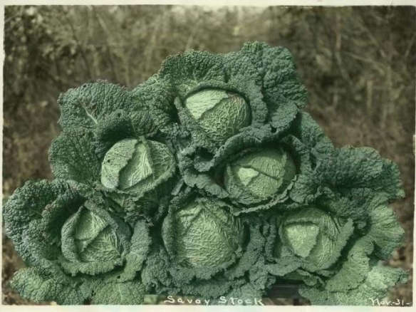 Drumhead Savoy Cabbage