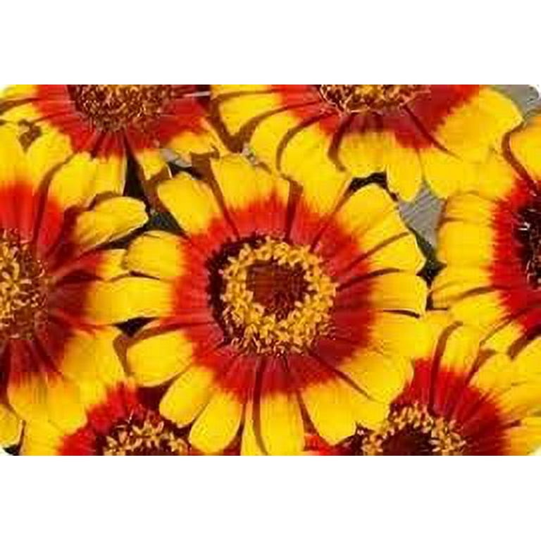 South of the border zinnia mix