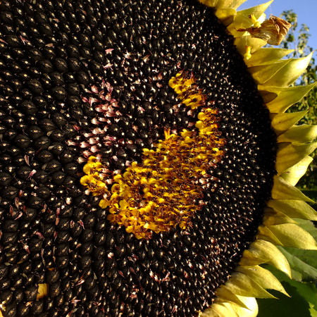 Hopi black dye sunflower