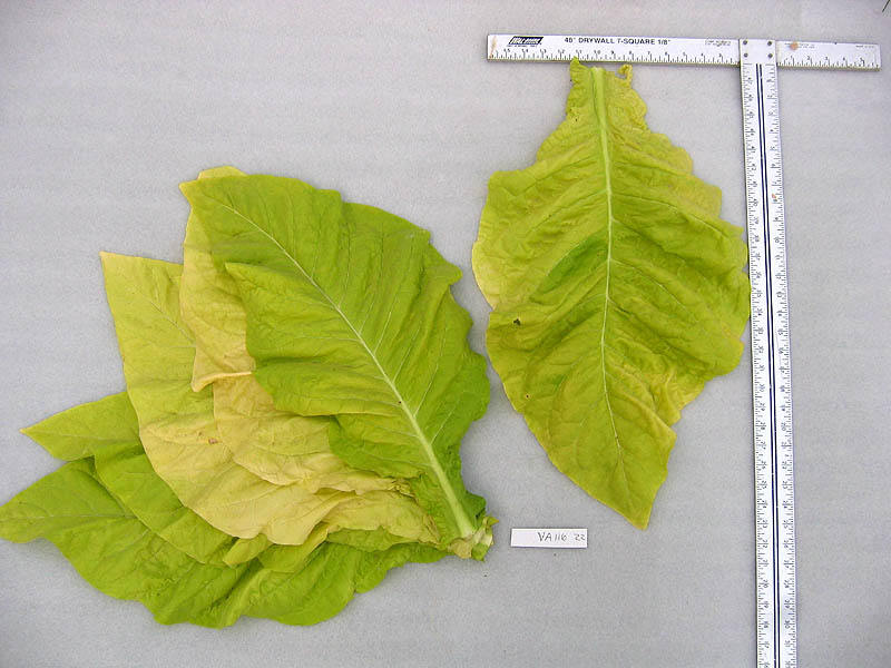 Virginia 116 Tobacco