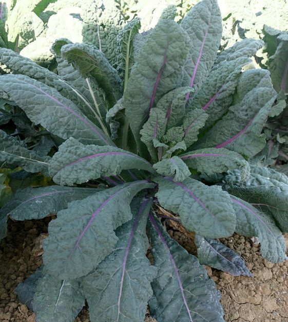Blue dazzling kale