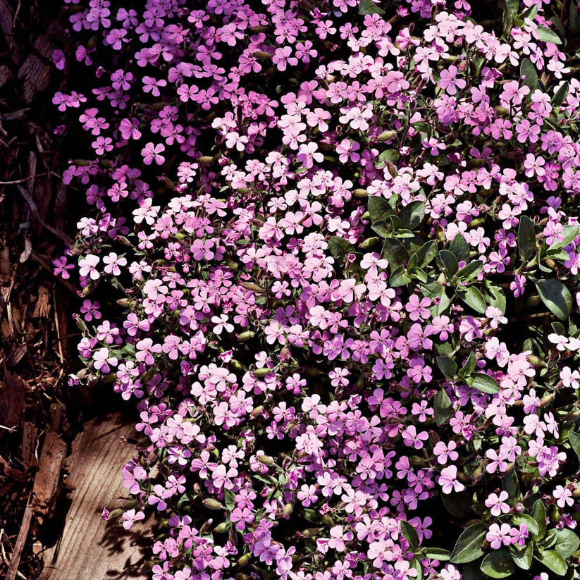 Farm.hand.seeds Soapwort