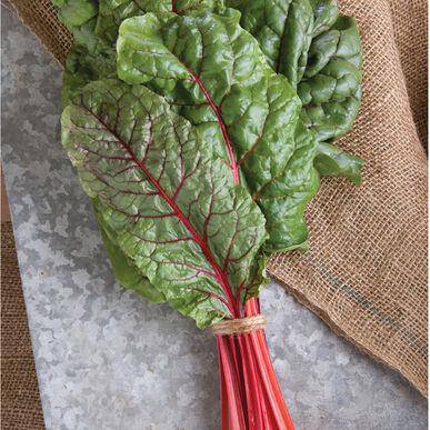 Farm.hand.seeds Rudy Red Swiss Chard
