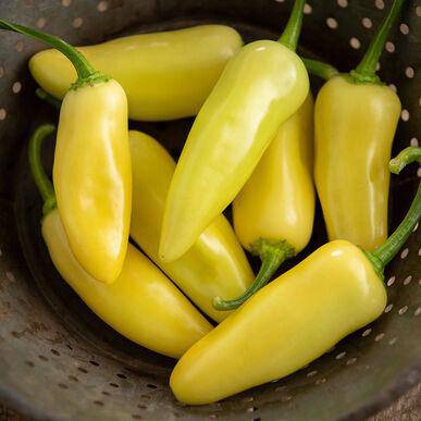 Farm.hand.seeds Calero Yellow Jalapeno