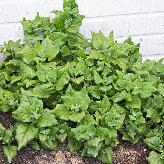 farm hand seeds New Zealand Spinach