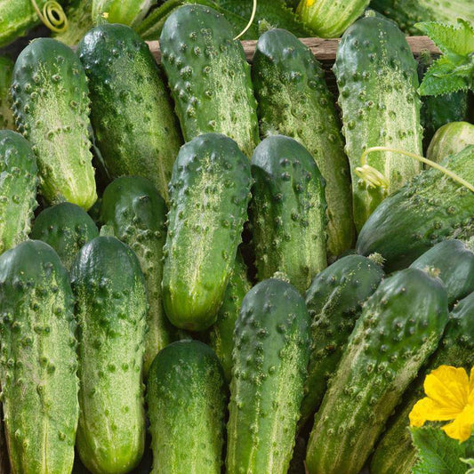 Sumter pickleing cucumber