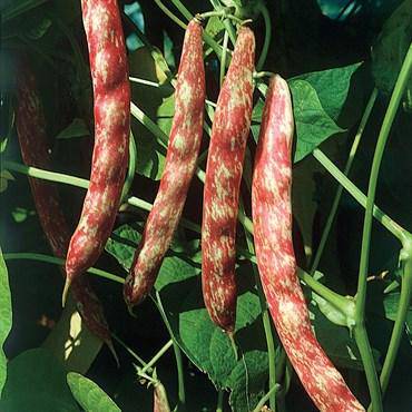 Taylor Horticultural Cranberry Green Bean - Premium {PRODUCTsweet cornTaylor Horticultural Cranberry Green Bean_TYPE} from Farm.hand.seeds - Just $2.39! Shop now at Farm.hand.seeds