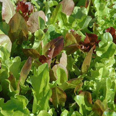 Farm.hand.seeds Gourmet Lettuce Mix