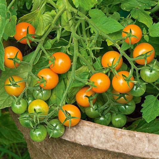 beyond organic seeds Orange Cherry Tomato