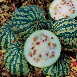 Farm.hand.seeds The Red Seeded Citron Watermelon