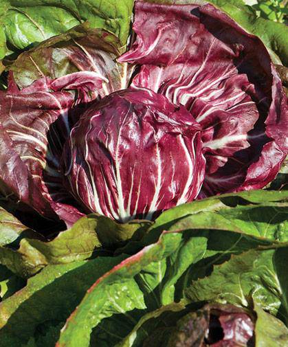 Rouge De Verona Radicchio