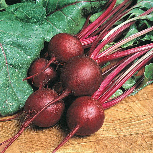 farm hand seeds Ruby Queen Heirloom Beet