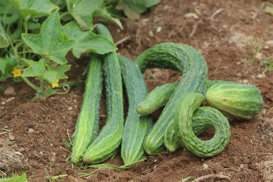 Suyo Long Cucumber