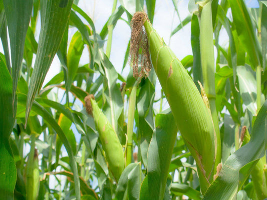Farm.hand.seeds Heirloom Baby Corn