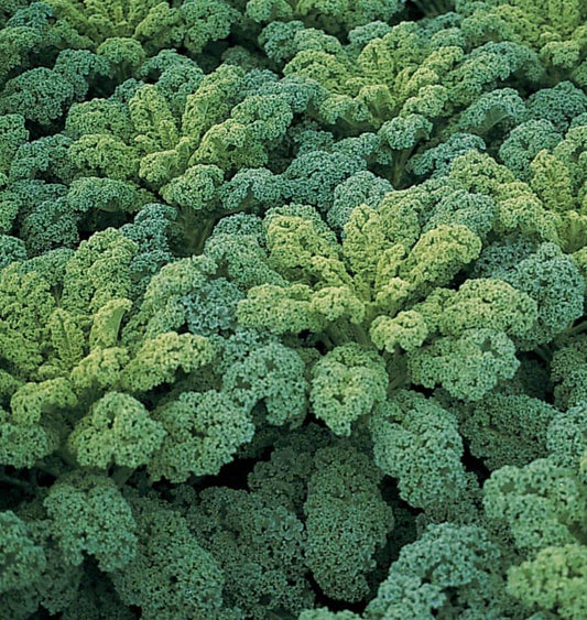 Green Curly Leaf Kale