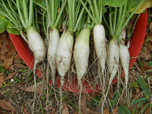 White Icicle Radish