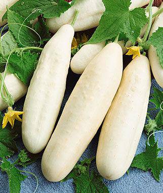 White Wonder Cucumber