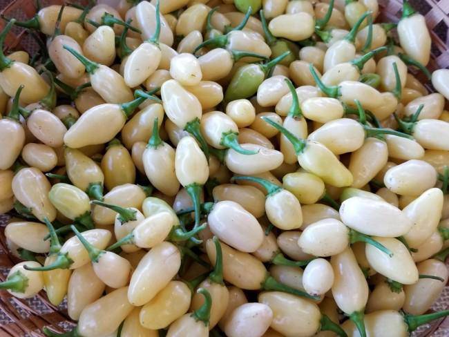 Farm.hand.seeds White Hot Habanero